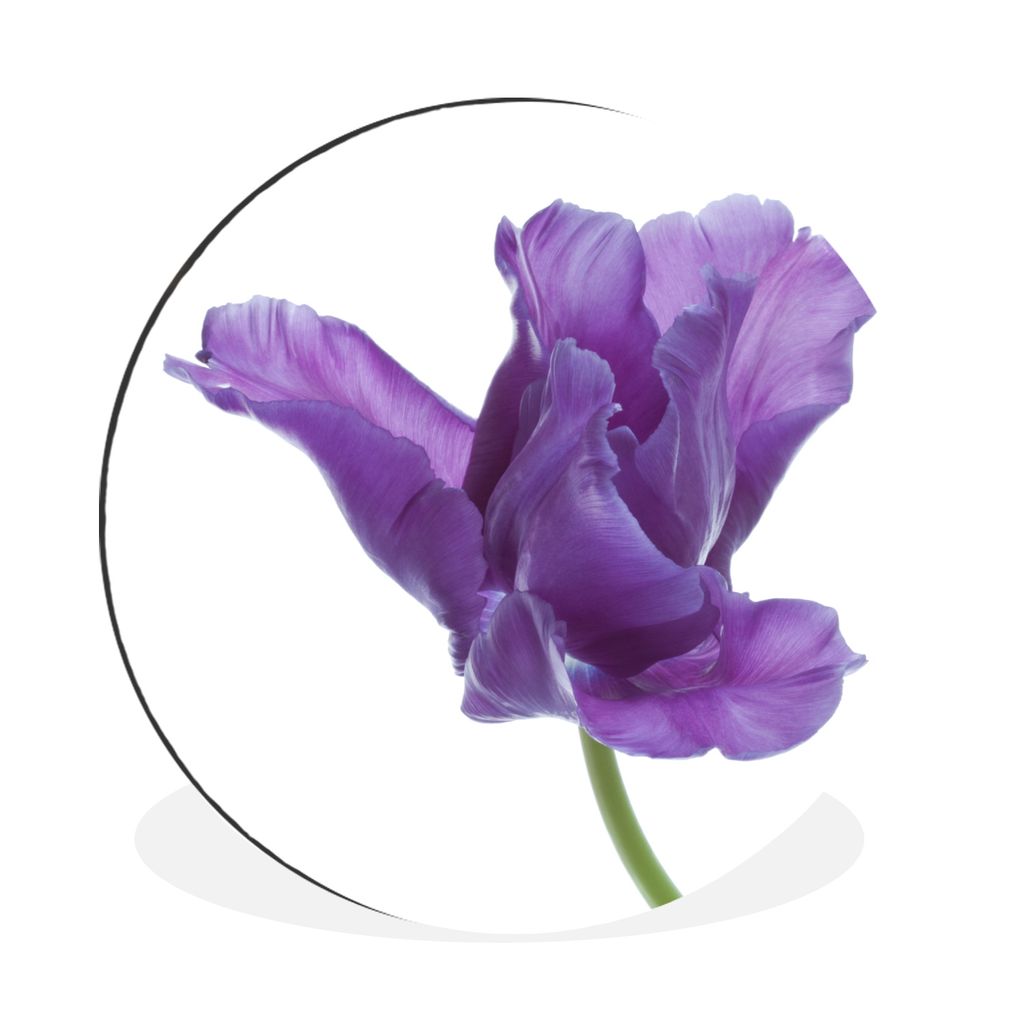 MuchoWow Aluminium Wandkreis Lila Tulpe auf weißem Hintergrund Ø 90 cm Wanddeko Modern Wohnzimmer - Mauerkreis - Wandbilder - Runde Bild - Bild...