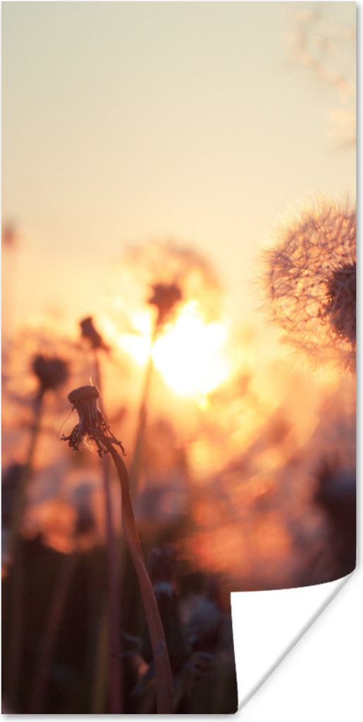 MuchoWow Poster Löwenzahn - Sonnenuntergang - Frühling 80x160 cm - Kinderzimmer