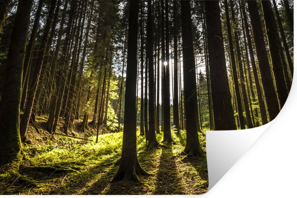 MuchoWow Wandtattoo Wandsticker Wandaufkleber Baum - Natur - Sonne - Wald 120x80 cm Selbstklebend und Repositionierbar - Selbstklebend - Fototapeten