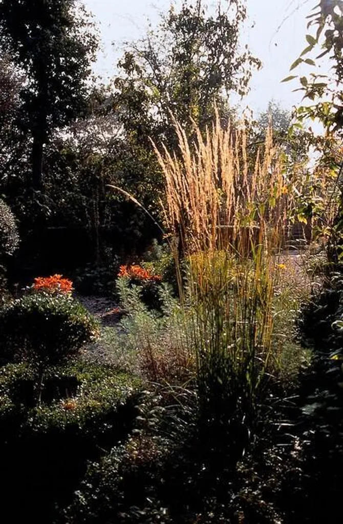 Calamagrostis acutiflora Karl Foerster pour Bordure et Massif - 6 pdt