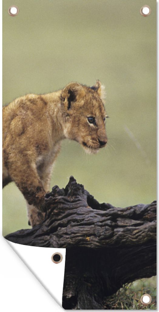 MuchoWow 40x80 cm Outdoor-Poster Gartendeko Sichtschutz Garten Poster für den Garten Löwe - Rüssel - Junge