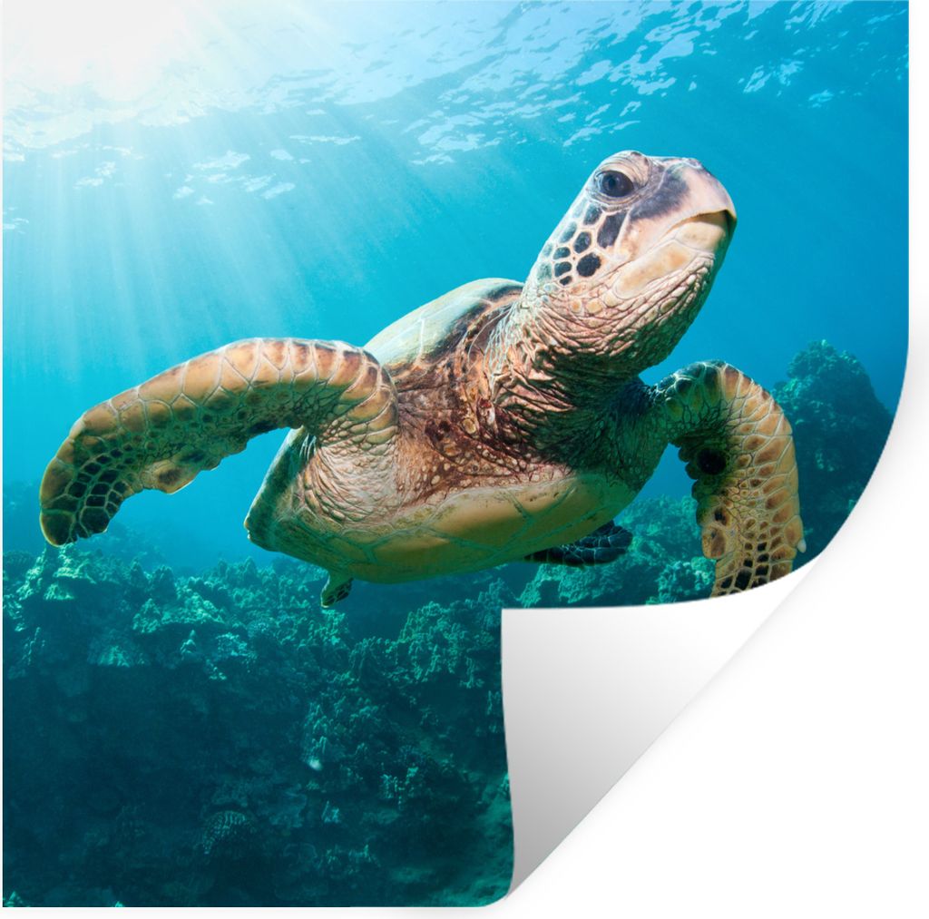 MuchoWow Wandtattoo Wandsticker Wandaufkleber Schwimmende Schildkröte Fotodruck 50x50 cm Selbstklebend und Repositionierbar - Selbstklebend - Fo...
