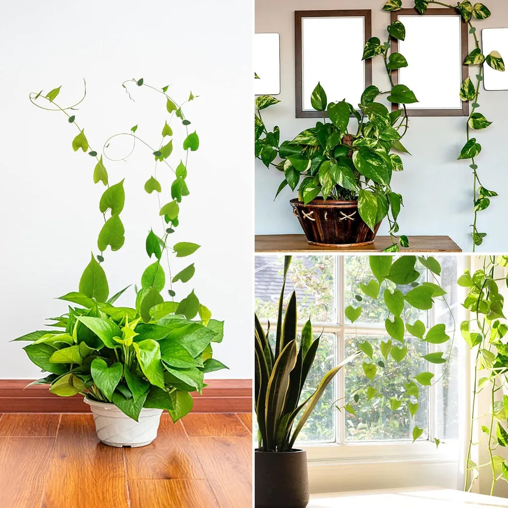 Clips pour plantes grimpantes - 30 fixations souples et réutilisables