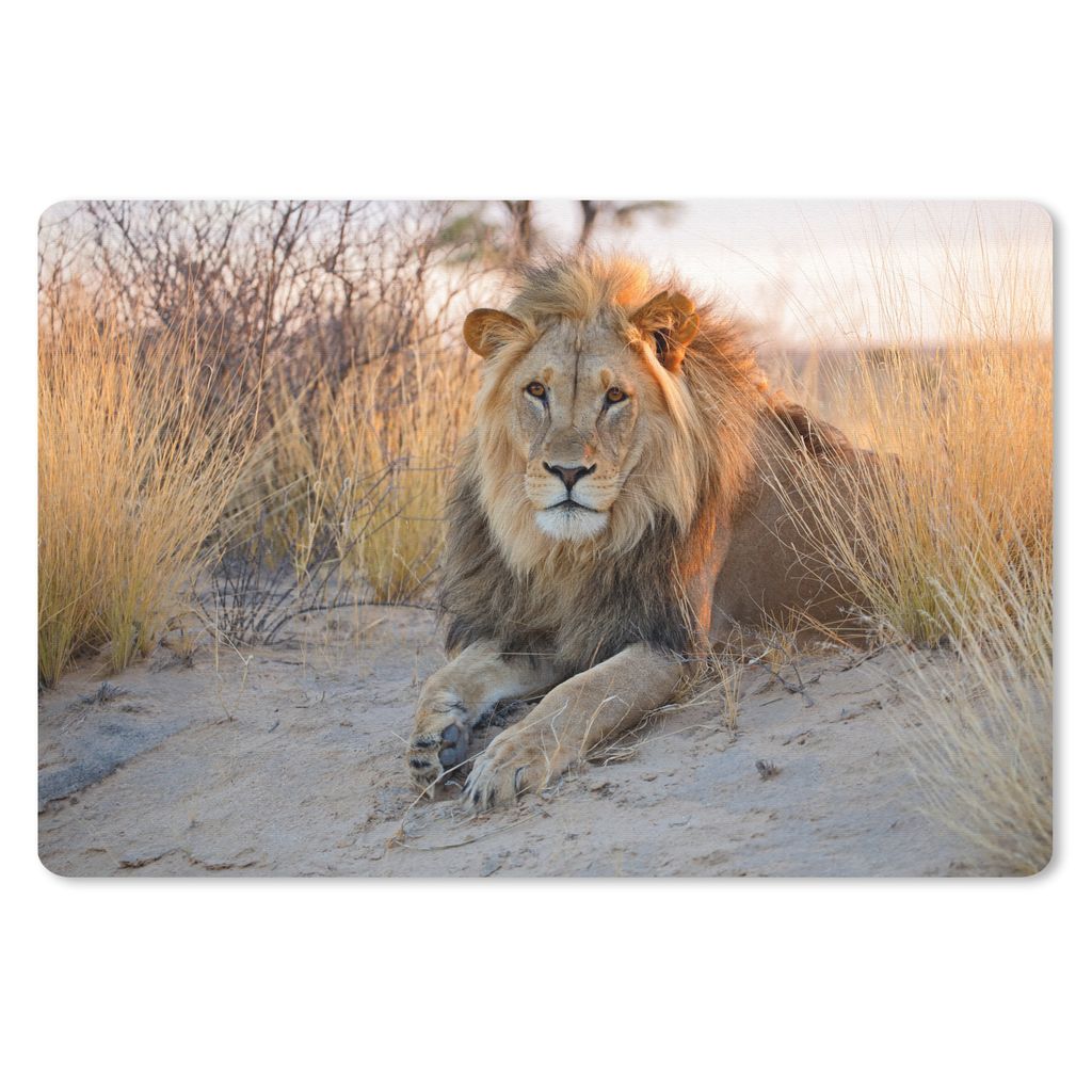 MuchoWow® Schreibtischunterlage Löwe - Morgen - Afrika Produktbild 