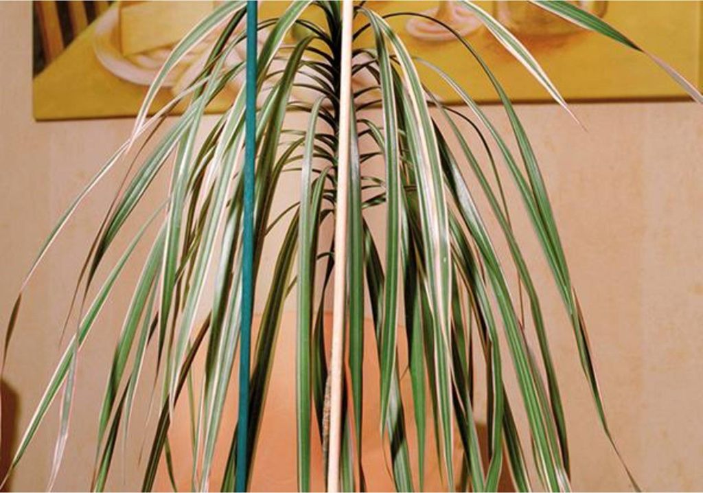 floraworld Splittstab natur, Durchmesser 4-4,5mm 50cm 10er Bund