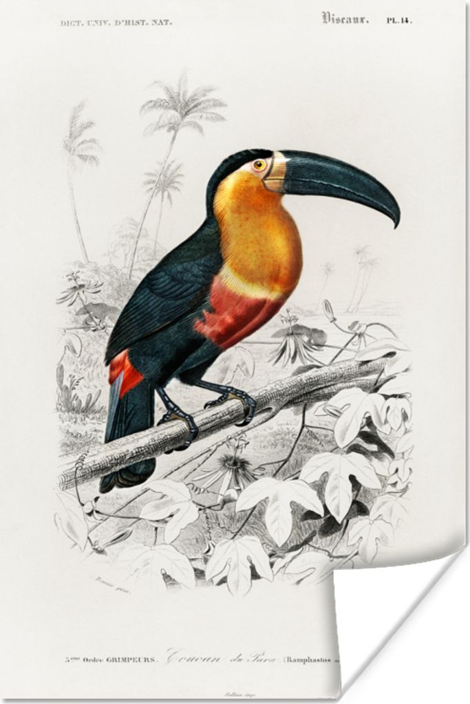 MuchoWow Poster Vogel - Tukan - Weinlese 80x120 cm - Papierdruck