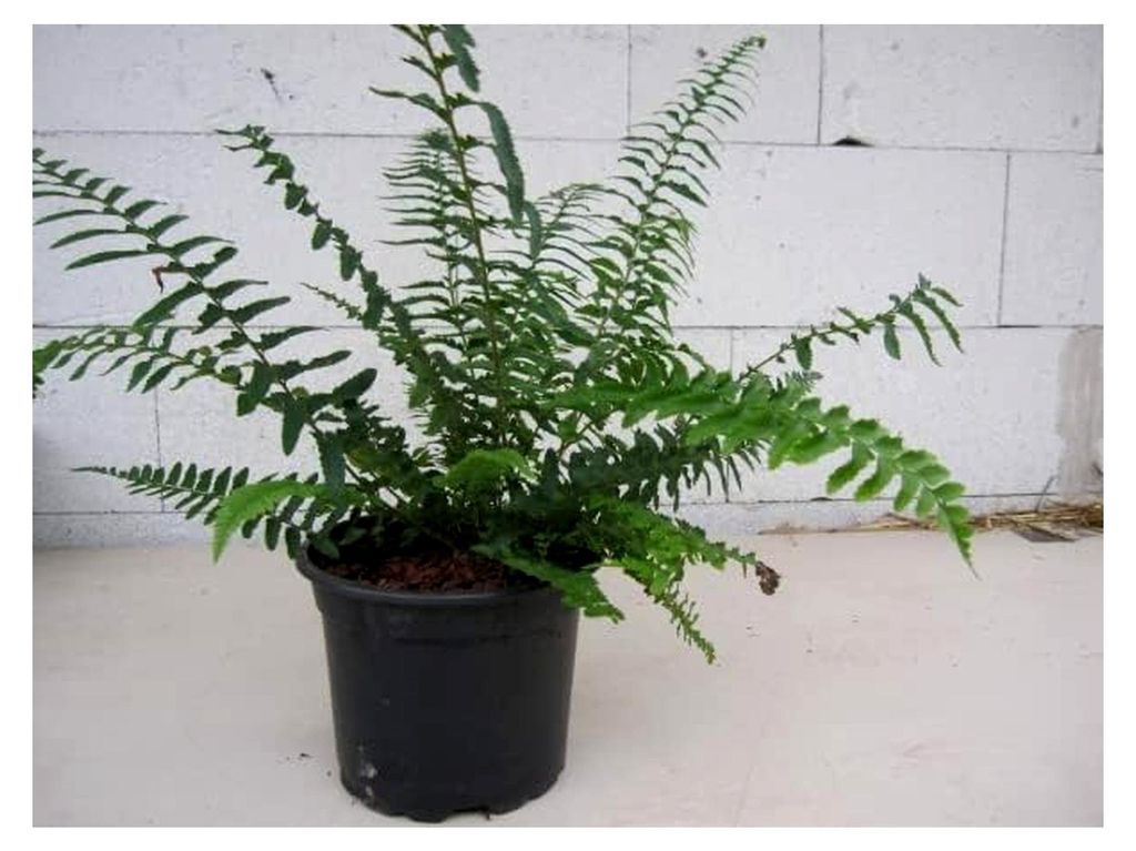 Polystichum munitum - Westamerikanischer Schwertfarn