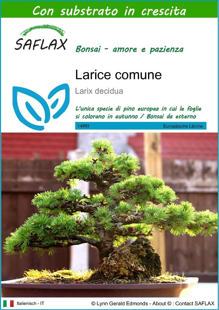 SAFLAX  - Larice comune - 75 semi - Con substrato - Larix Immagine del prodotto 