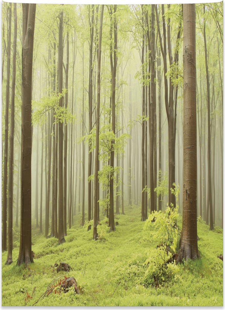 Abakuhaus Wald Wandteppich, Misty Spring Natur aus Weiches Mikrofaser Stoff Kein Verblassen Klare Farben Waschbar, 110 x 150 cm, Beige Grün