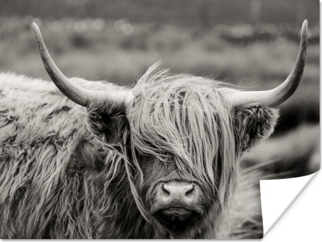 MuchoWow Poster Schottischer Highlander - Kuh - Tiere - Schwarz-Weiß - Ländlich 120x90 cm - Wandbild