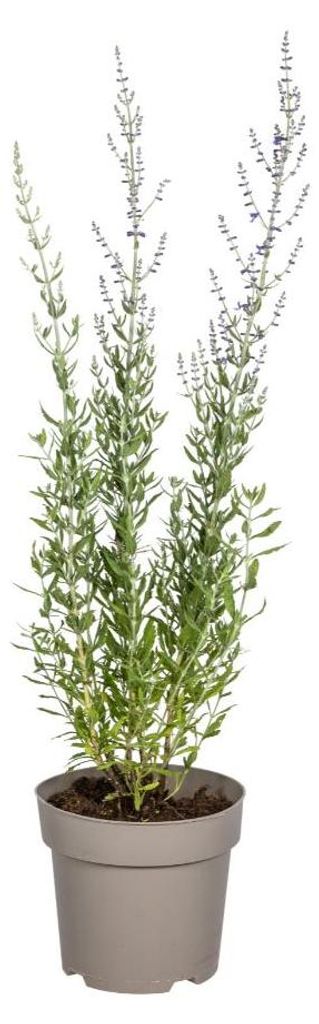 Perowskia atriplicifolia - 50-60cm - Ø19cm - Gartenpflanze