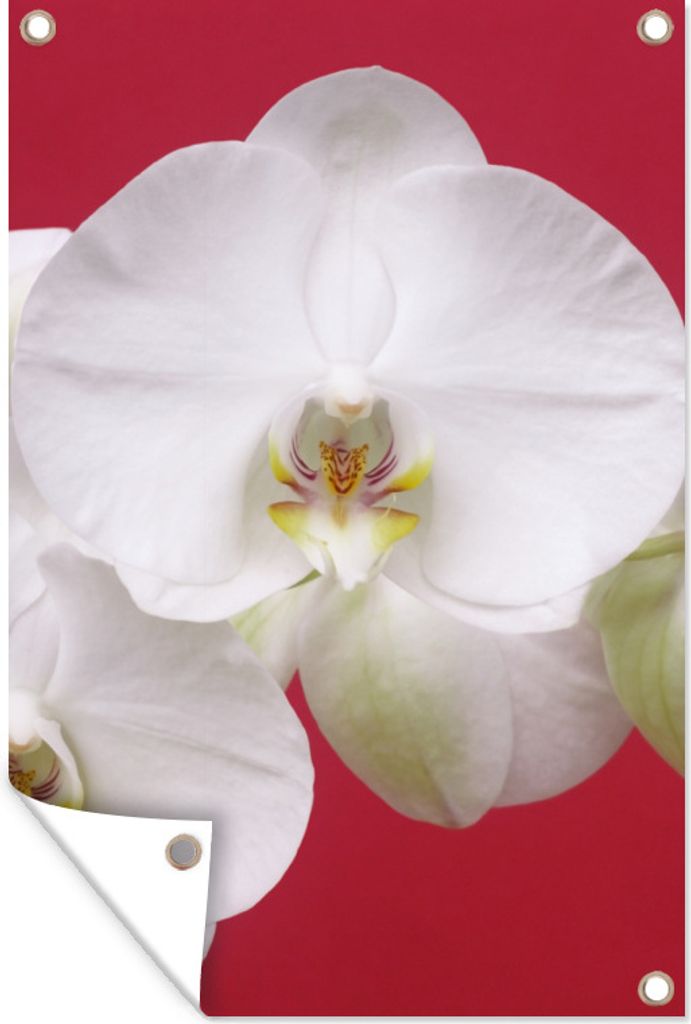 MuchoWow 60x90 cm Outdoor-Poster Gartendeko Sichtschutz Garten Poster für den Garten Weiße Orchidee auf Rot