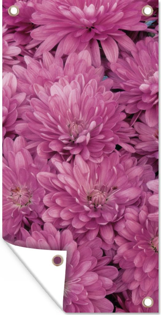 MuchoWow 40x80 cm Outdoor-Poster Gartendeko Sichtschutz Garten Poster für den Garten Blühende rosa Chrysantheme