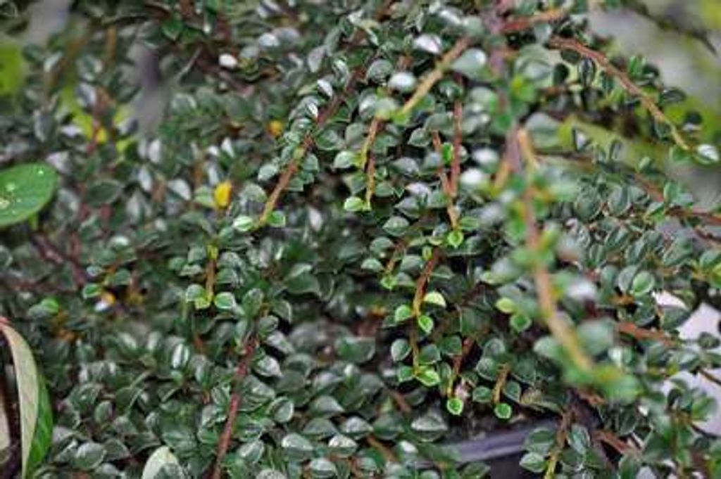 12 x Cotoneaster horizontalis - Fächer-Cotoneaster - Topf 9 cm x 9 cm