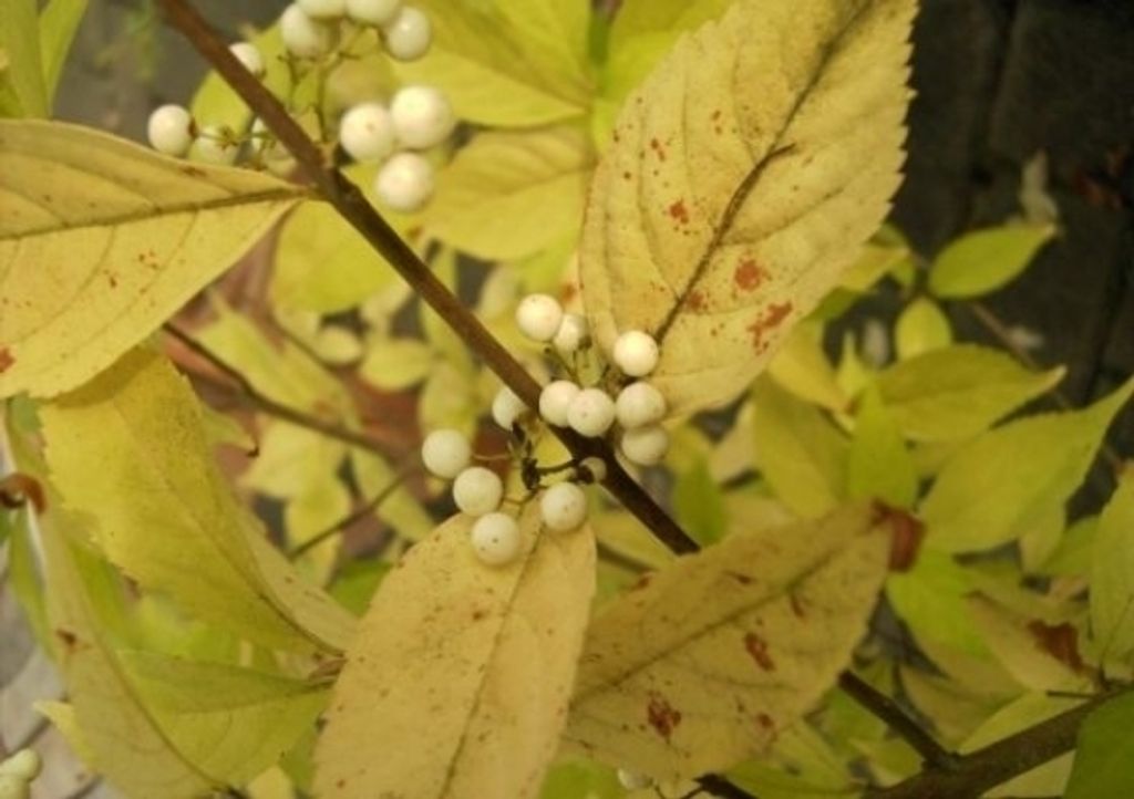 Callicarpa japonica Leucocarpa - Japanische Schönfrucht 40-60cm