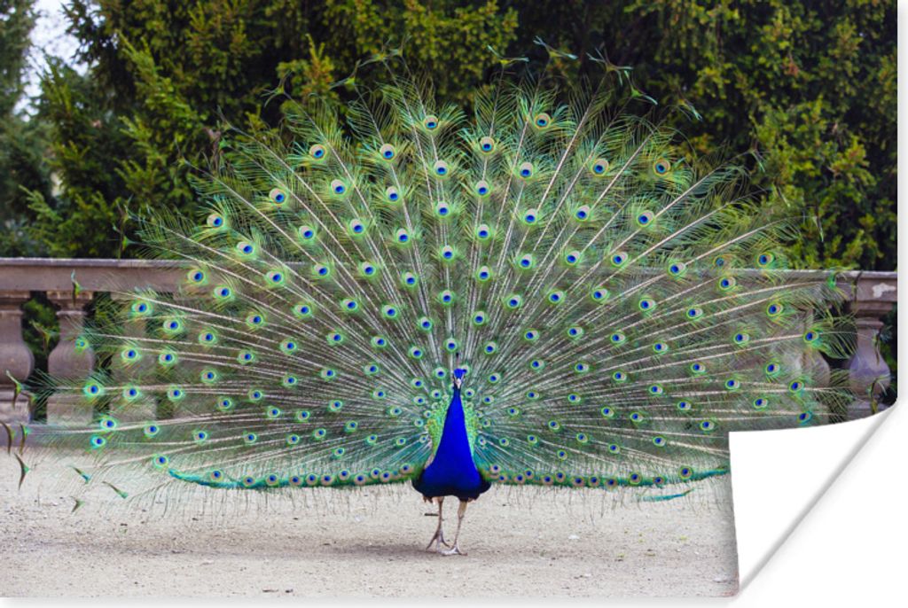 MuchoWow Poster Pfau - Flügel - Schwanz 30x20 cm - Plakate - Print