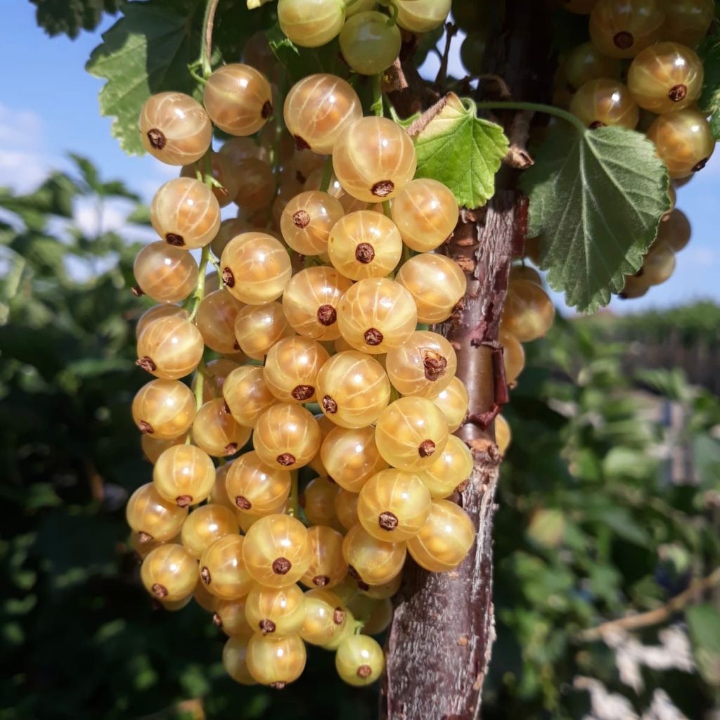 Werdavia weiße Johannisbeere 60-80 cm Busch im 3 Liter Topf Produktbild 