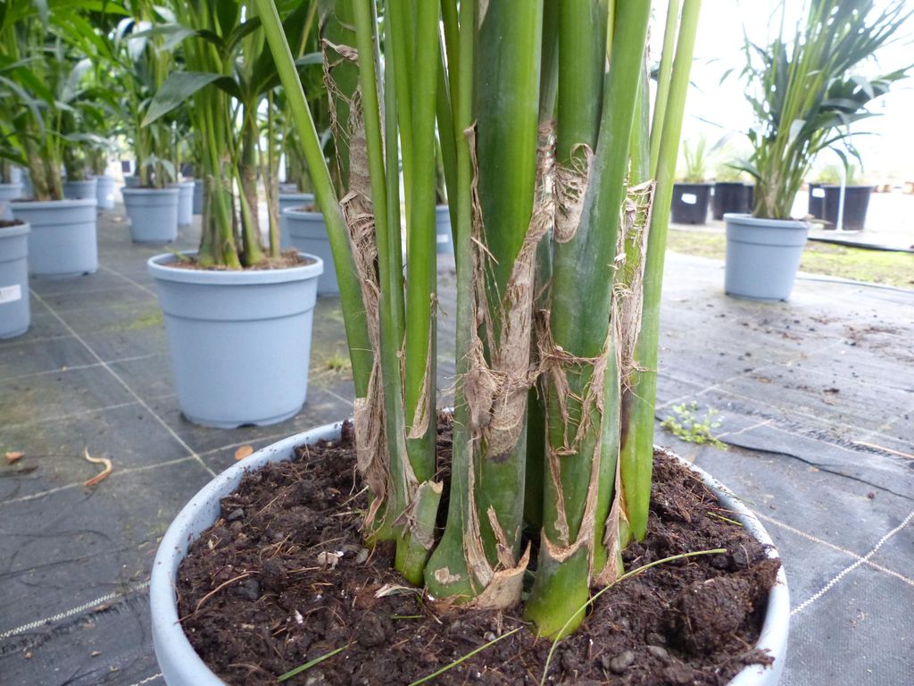 monstera white lava Monstera Deliciosa “White Lava” Variegated 4 leaves main image 1
