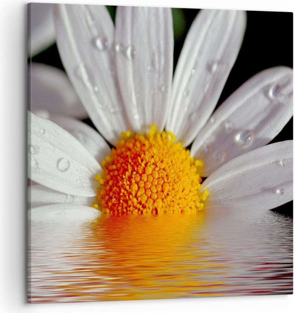Bild auf Leinwand - Leinwandbild - Kraut Kamille Blume Wasser - 50x50cm - Wand Bild - Wanddeko - Leinwanddruck - Bilder - Kunstdruck - Wanddekorati...