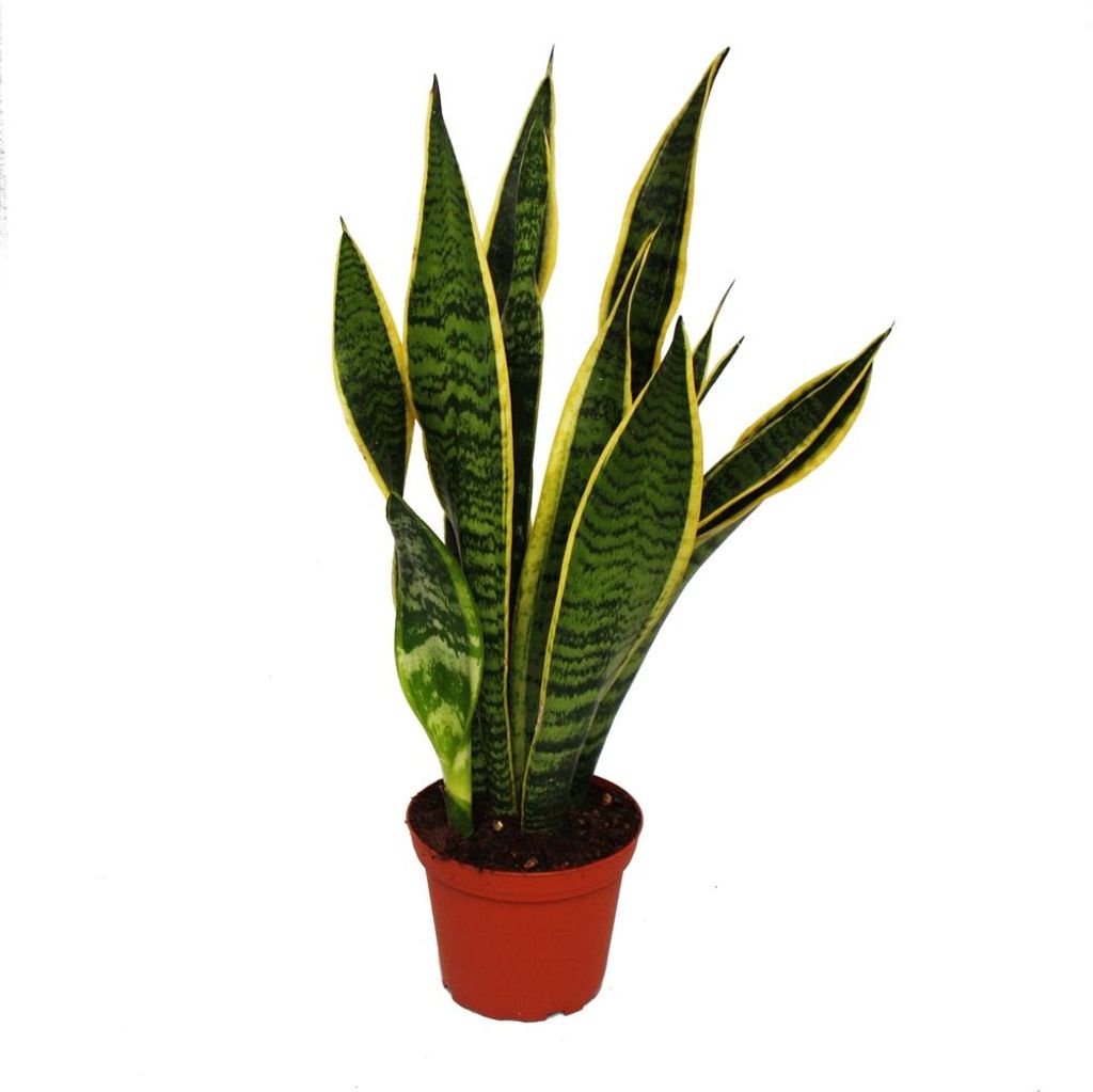 Sansevieria trifasciata - Bogenhanf 12cm Topf Obrázek produktu 