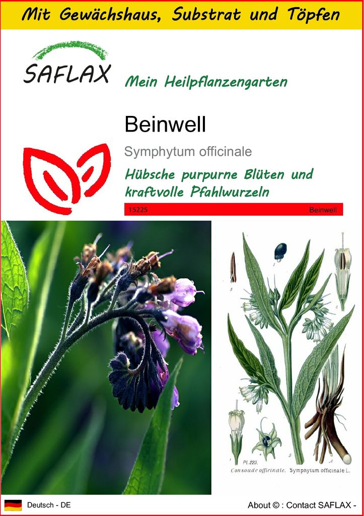 SAFLAX Anzucht Set - Beinwell - Symphytum officinale - 15 Samen - Mit Mini-Gewächshaus, Anzuchtsubstrat und 2 Töpfen