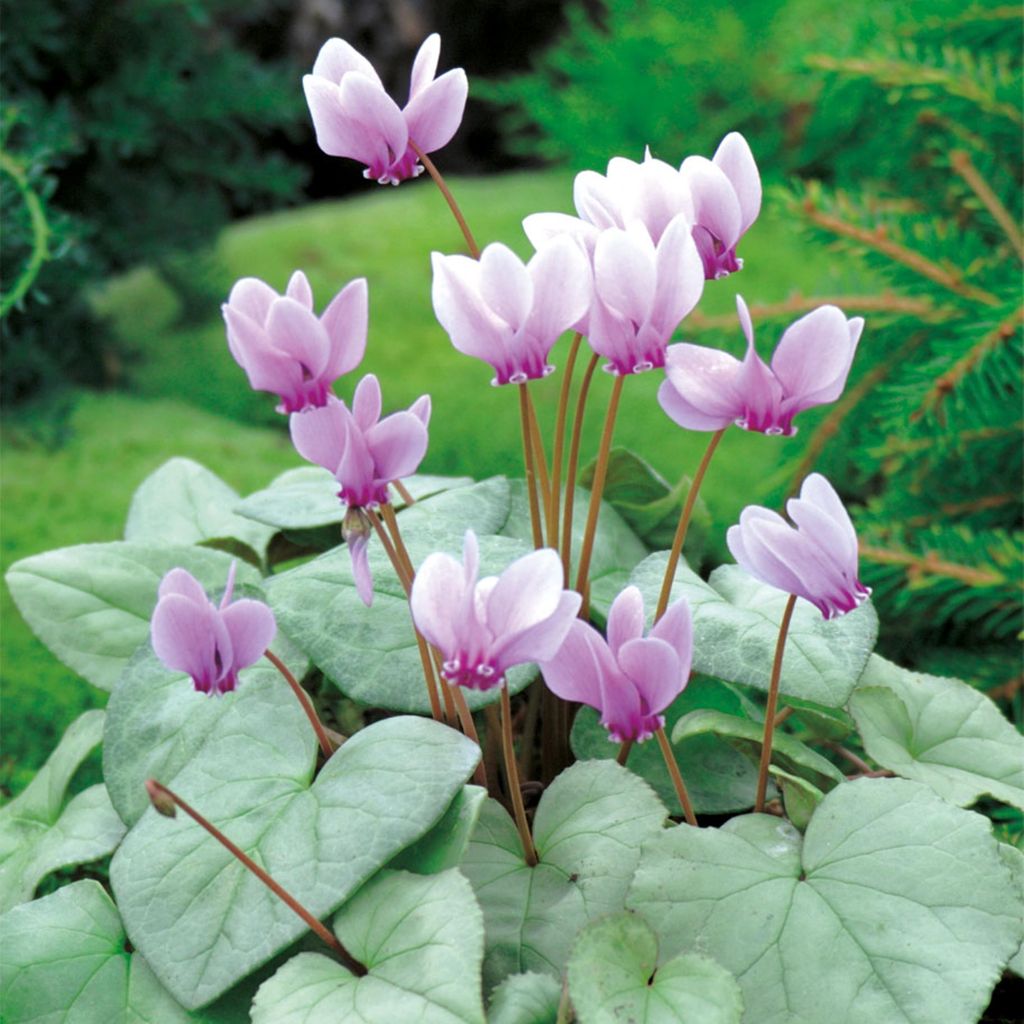 Cyclamen Garden Cyclamen Neapolitanum Alpská fialka 1 ks Obrázok produktu 