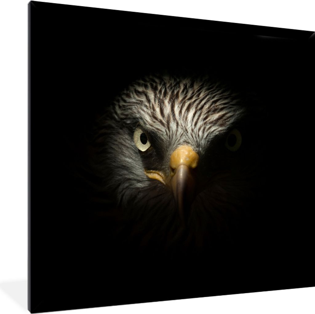 MuchoWow Gerahmtes Poster Vogel - Adler - Raubvögel - Auge - Schnabel - Licht 40x40 cm - Poster mit Schwarzem Bilderrahmen Wandposter Rahmen Fot...