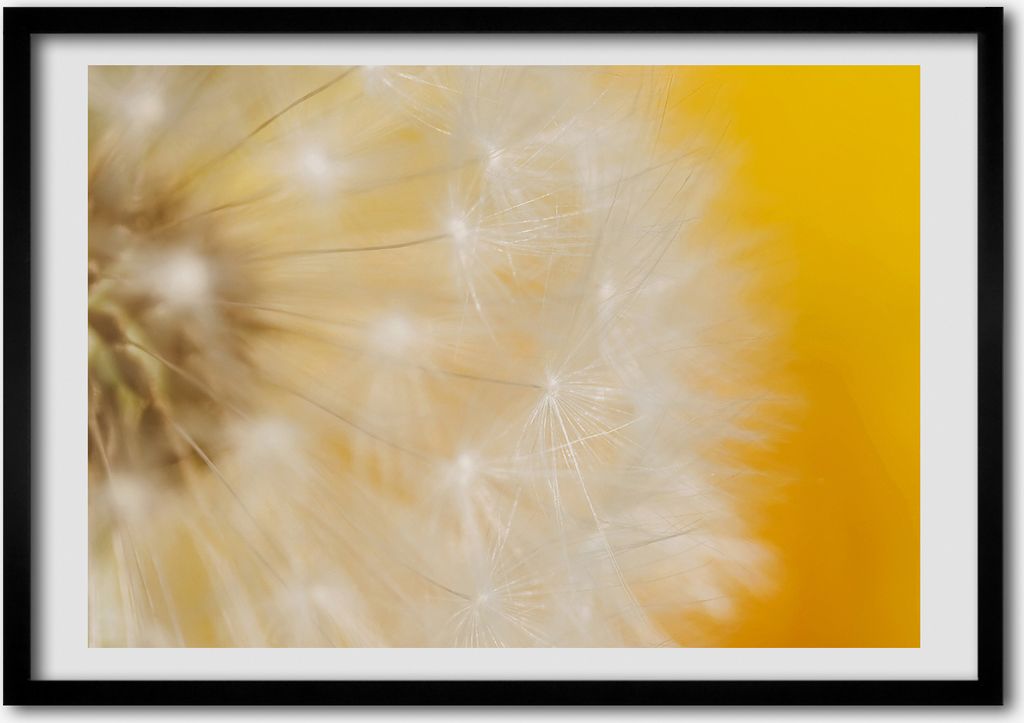 Bild - Bilderrahmen - 100 cm x 70 cm - MDF - Rahmen - Foto - Wandkunst Löwenzahn