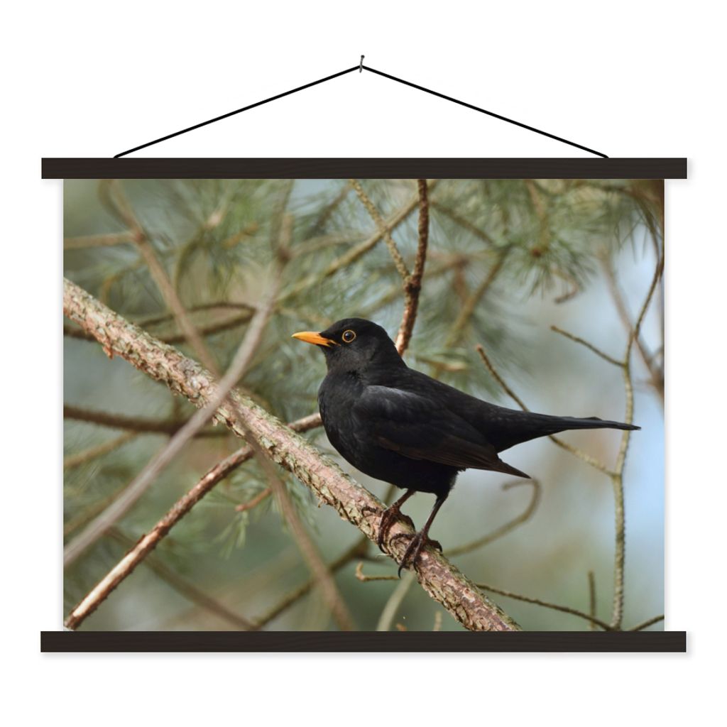 MuchoWow Textilposter Vogel - Amsel - Zweige - Tiere 150x113 cm mit holzfarbenen Rahmen - Poster