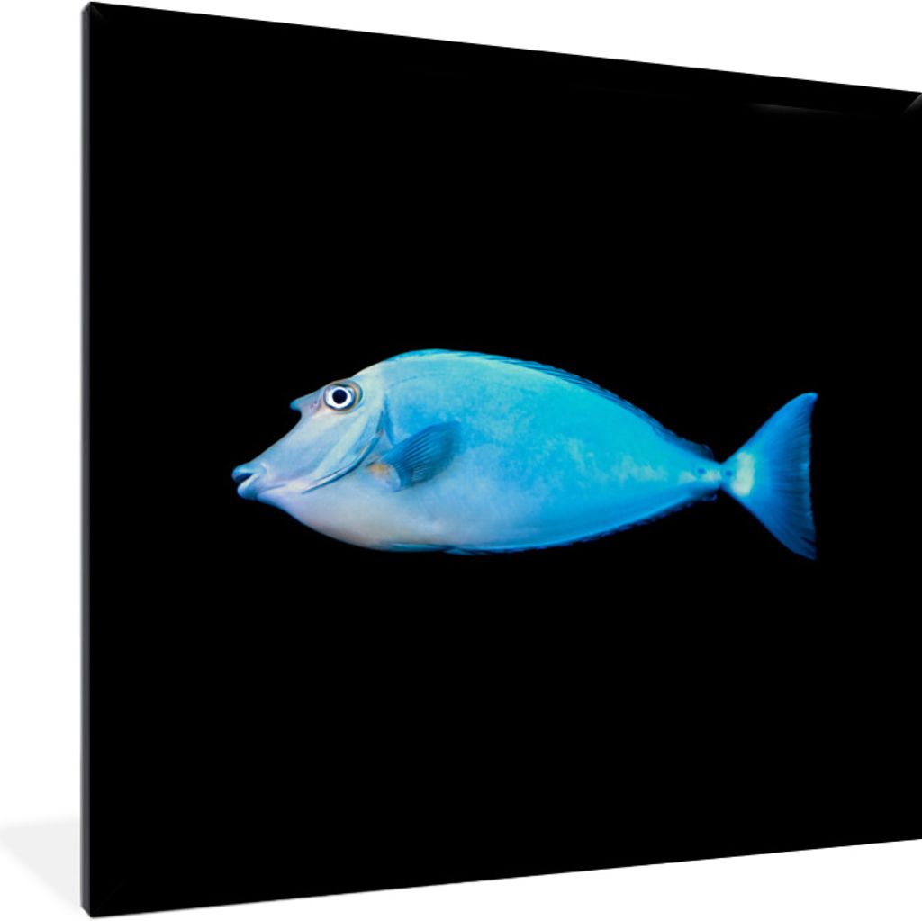 MuchoWow Gerahmtes Poster Fische - Meerestiere - Schwarz 40x40 cm - Poster mit Schwarzem Bilderrahmen Wandposter Rahmen Foto Bilder