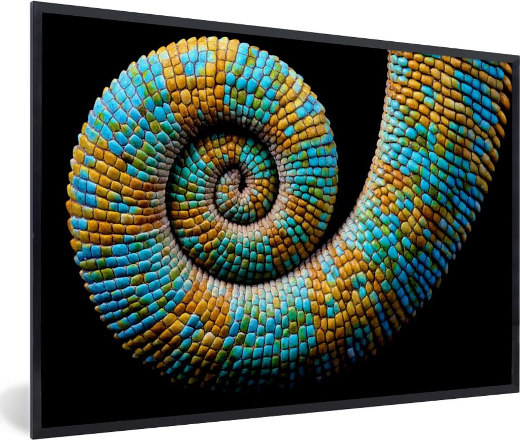MuchoWow MuchoWow Gerahmtes Poster Chamäleon - Schwanz - Farbe 30x20 cm - Poster mit zchwarzem Bilderrahmen - Kunstdruck - Bild-Poster