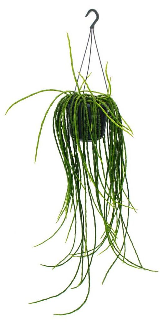 Urban Jungle Elegance – moderní kaktus na závěs s nádhernou Obrázek produktu 