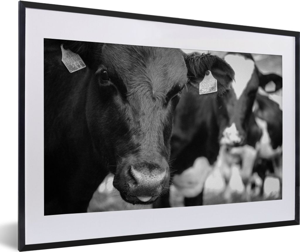 MuchoWow MuchoWow Gerahmtes Poster Kuhzunge 60x40 cm - Poster mit zchwarzem Bilderrahmen - Schlafzimmer - Plakat in Rahmen - Drucken