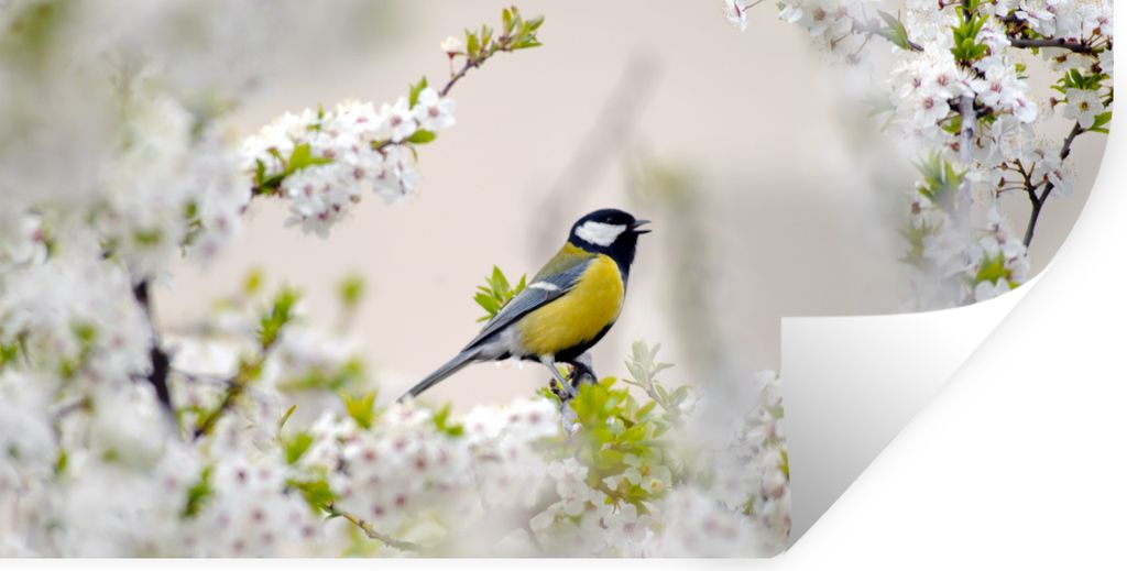 MuchoWow Wandtattoo Wandsticker Wandaufkleber Vogel - Kohlmeise - Blumen - Blütenbaum 40x20 cm Selbstklebend und Repositionierbar - Aufkleber