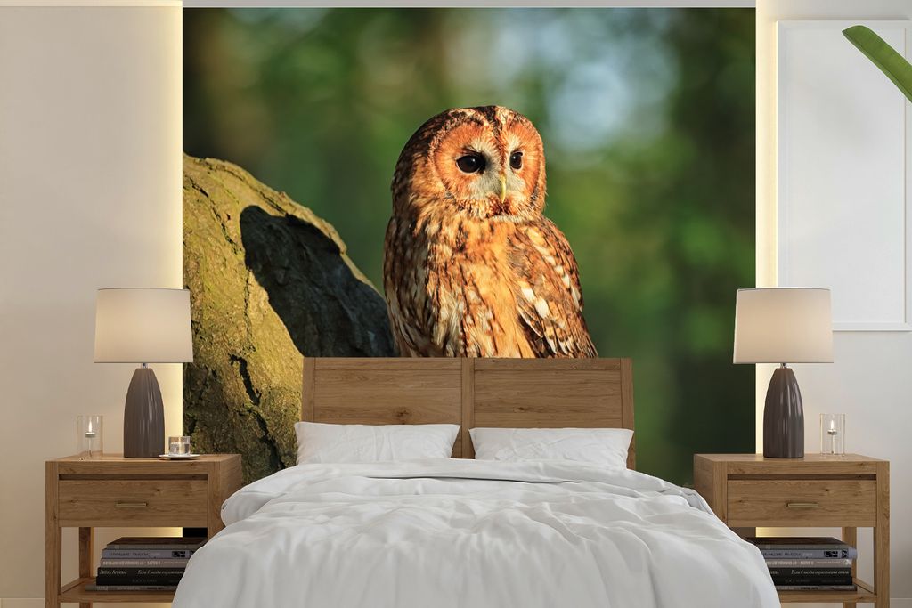 MuchoWow Fototapete für Wohnzimmer oder Schlafzimmer Wandtapete Vinyl Motivtapete Sonnenstrahlen auf einem braunen Waldkauz - 280x280 cm - Hinte...