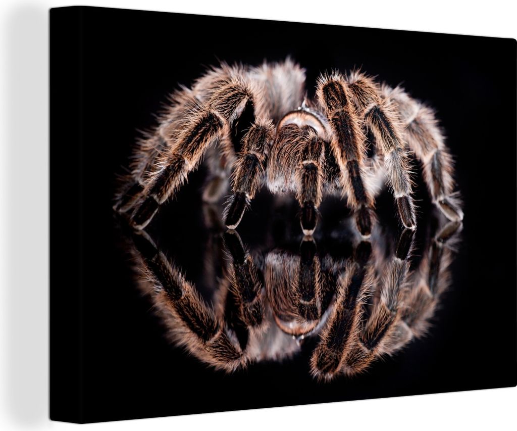 OneMillionCanvasses - Leinwandbilder - 150x100 cm, Studioaufnahme einer Vogelspinne, Wandbilder Kunstdruck Wanddekoration