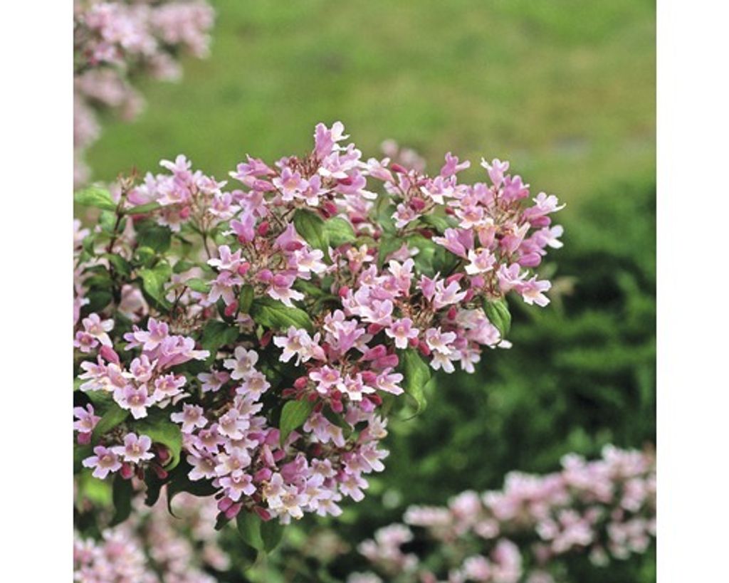 A close-up view of a flowering shrub with pink blossoms.