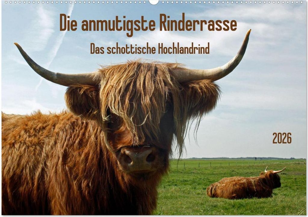 Die anmutigste Rinderrasse - Das schottische Hochlandrind (Wandkalender 2026 DIN A2 quer), CALVENDO Monatskalender