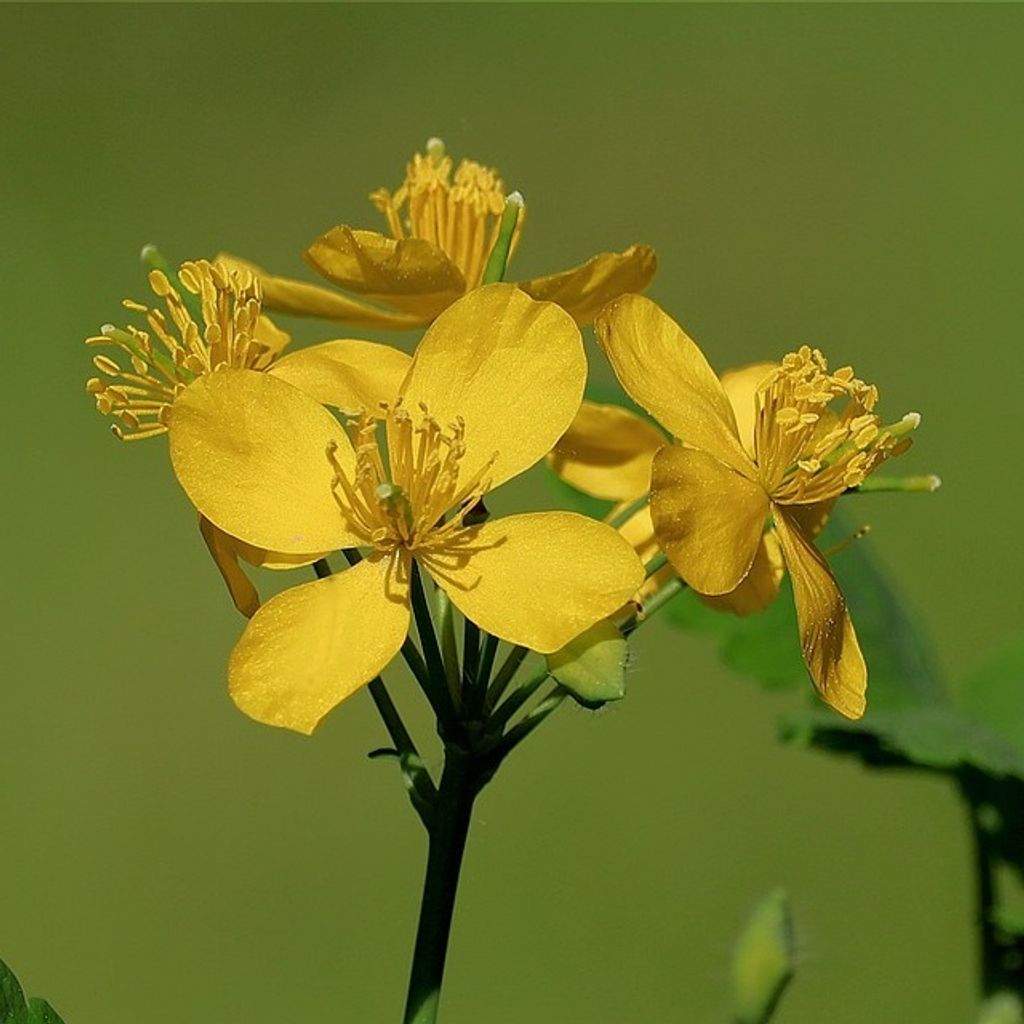 6 x Schöllkraut - Chelidonium majus | Topf 9cm x 9cm
