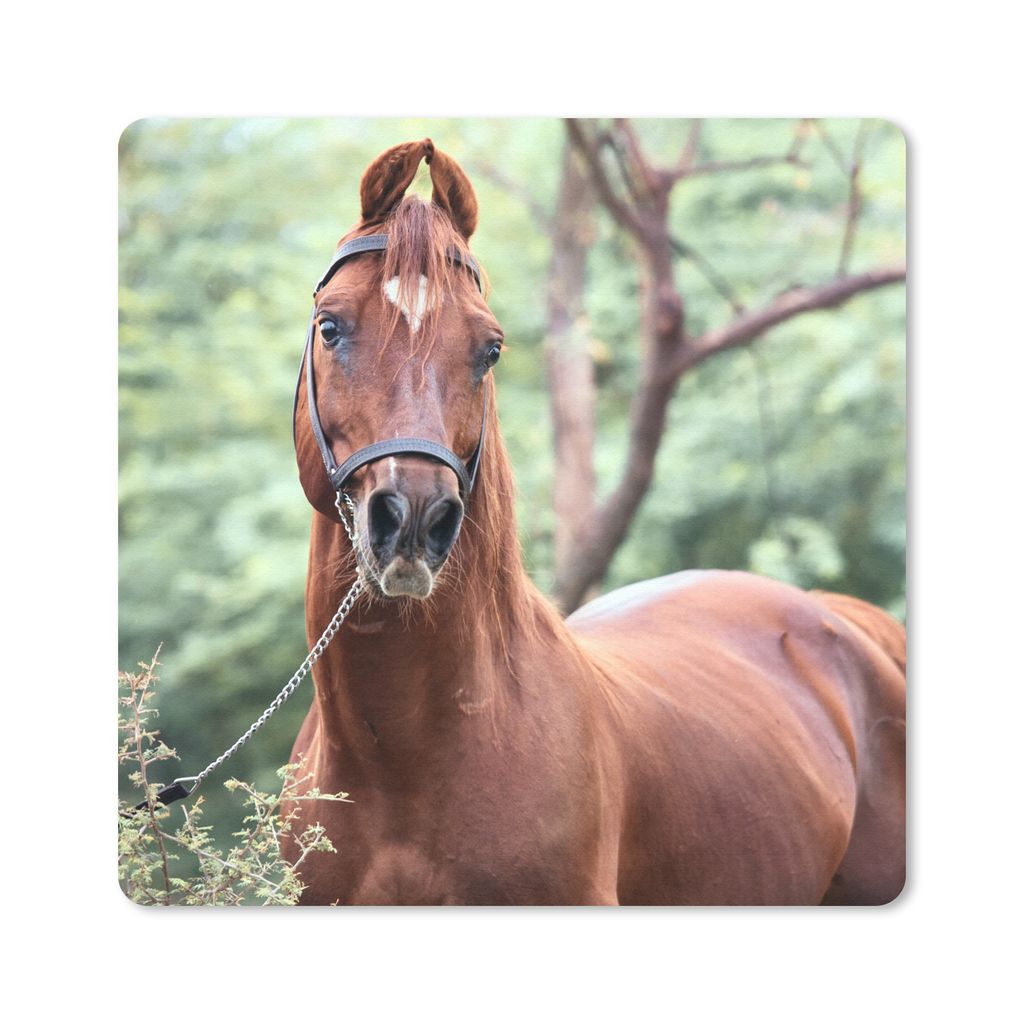 MuchoWow Mauspad Mousepad Pferd - Wald - Halfter 30x30 cm - Mousepads - Maus Mat - Pad - Mausunterlage - Gaming