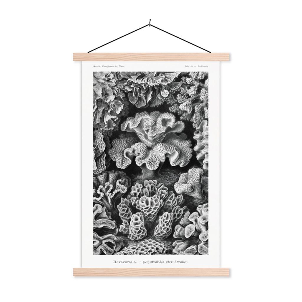 MuchoWow Textilposter Kunst - Koralle - Ernst Haeckel - Alte Meister - Natur 120x180 cm mit holzfarbenen Rahmen - Textil-Plakat