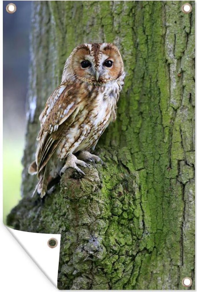 MuchoWow 40x60 cm Outdoor-Poster Gartendeko Sichtschutz Garten Poster für den Garten Ein Waldkauz auf einem Baum mit Moos