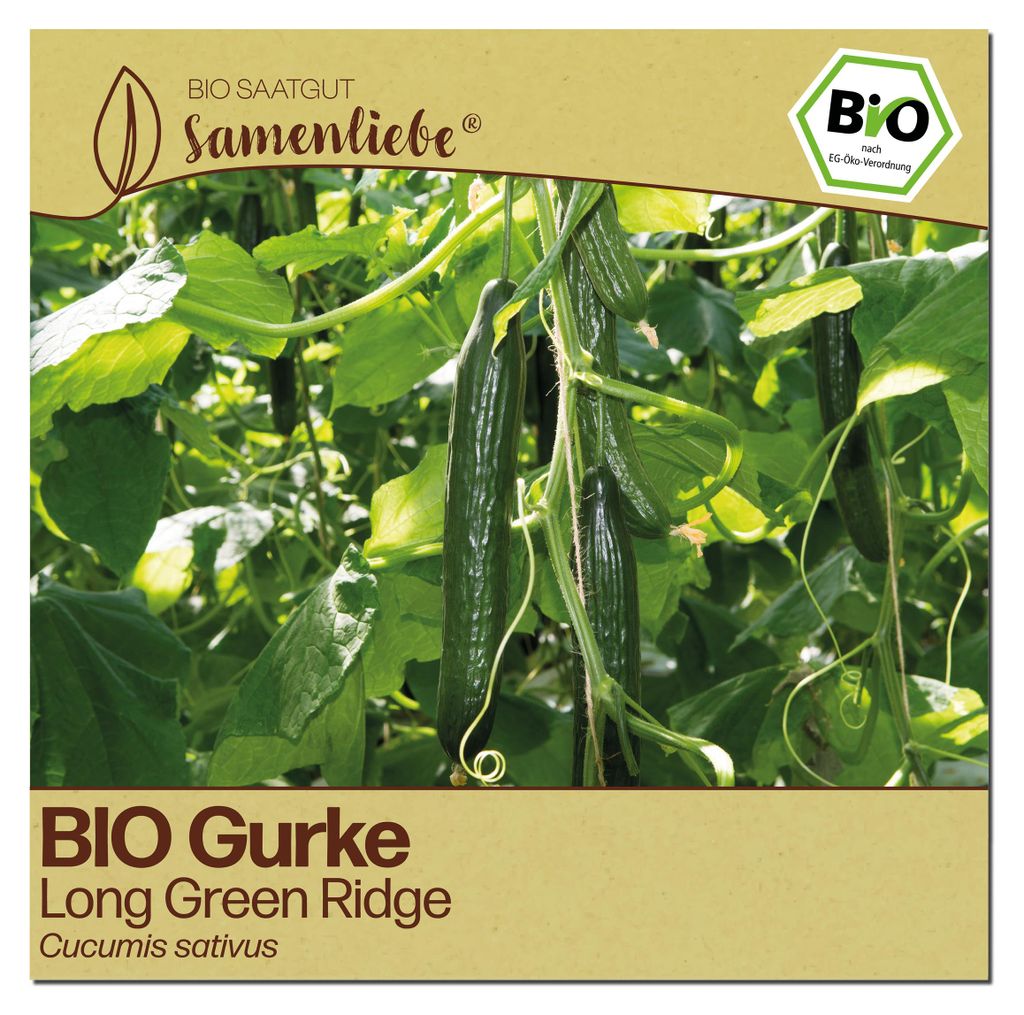 Samenliebe  Gurke Samen | Long Green Ridge - sehr lange - Produktbild 