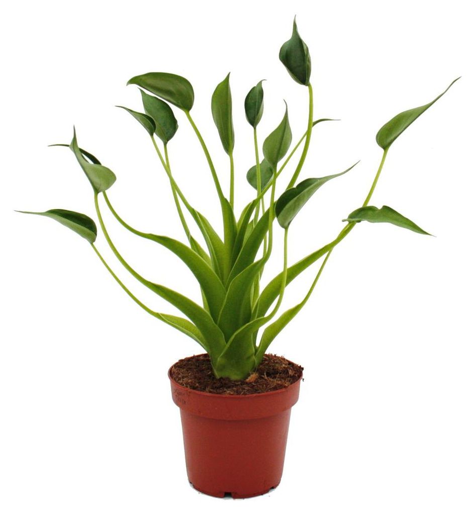Alocasia "Tiny Dancer" - Pfeilblatt - Tropenwurz - RARITÄT Produktbild 