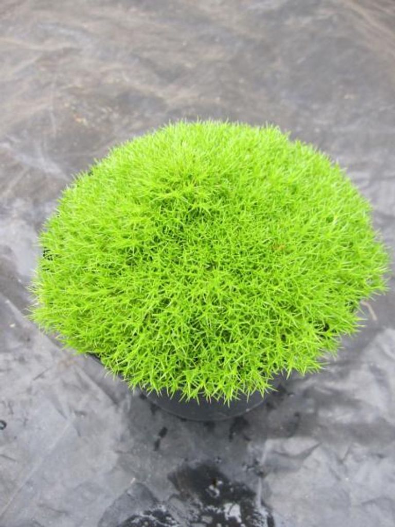 Scleranthus uniflorus - Neuseeländer Knäuel Produktbild 