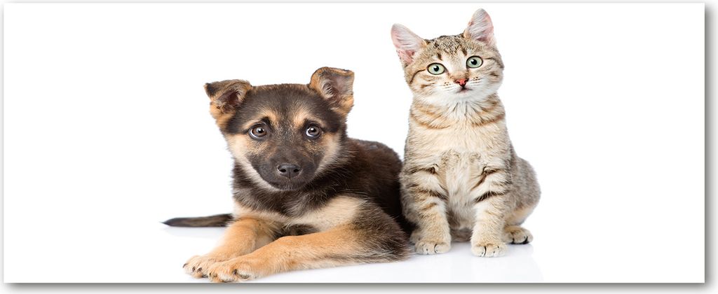 Tulup Leinwandbild - 125x50 cm - Wandkunst - Drucke auf Leinwand - Leinwanddruck - Tiere - Schwarz - Hund und Katze