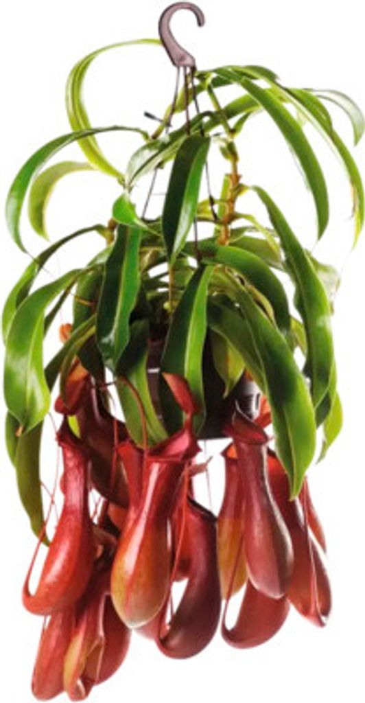 Láčkovka v závěsném květináči FloraSelf Nepenthes výška Obrázek produktu 