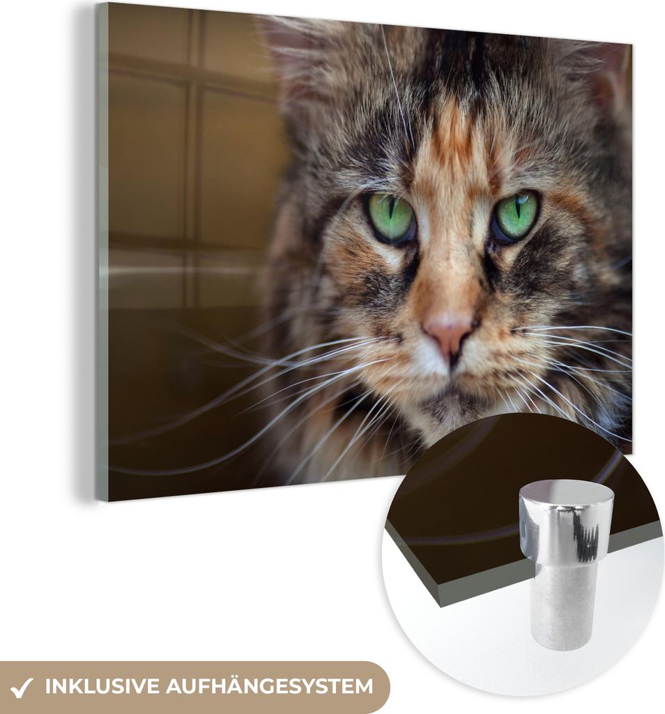 MuchoWow Glasbilder - Bilder auf Wandbild - Foto auf Glas Maine Coon Katze mit grünen Augen 120x80 cm Wanddekoration aus Glas - Acrylglasbild - Ac...