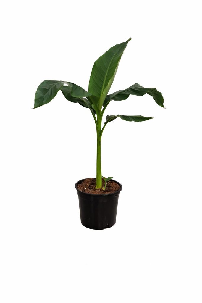 Musa Basjoo – banan odporny na zimę, 100–140 cm  odporny na Zdjęcie produktu 
