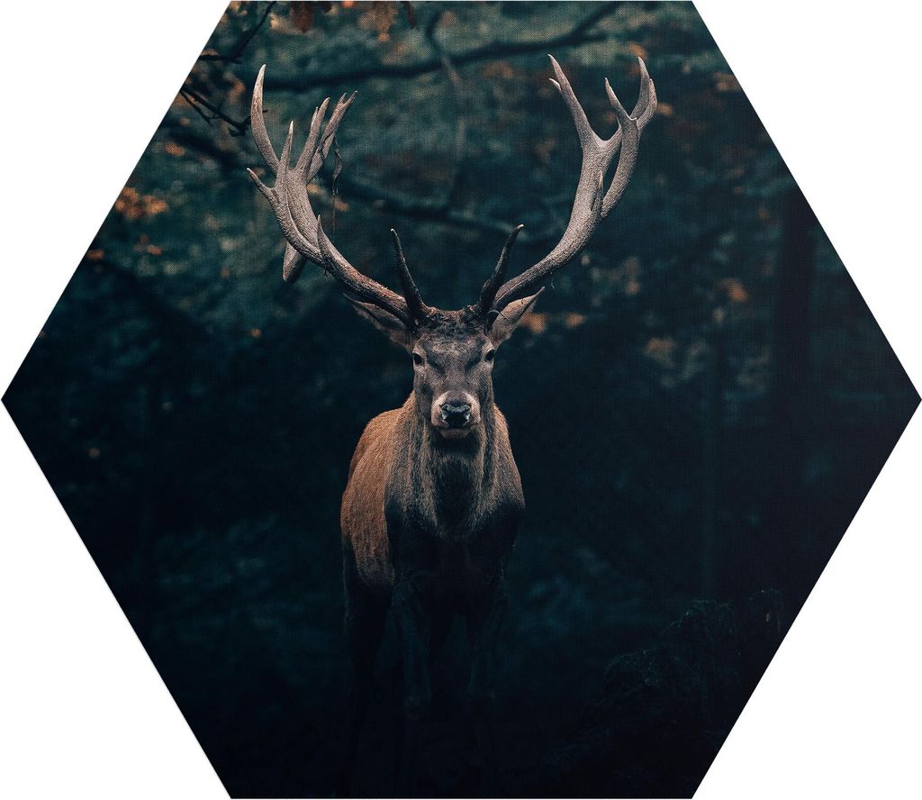 DEQORI Fototapete Sechseck 150x130 cm 'Elch im Teutoburger Wald' Wand Tapete Sticker